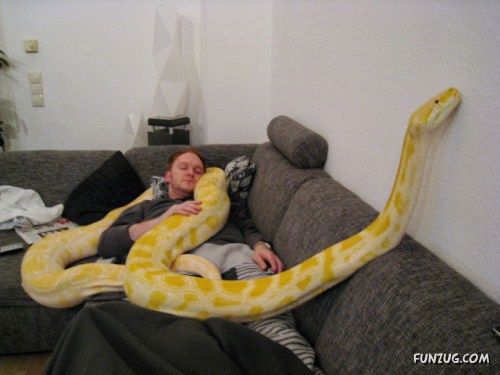 Would You Want It As A Pet?