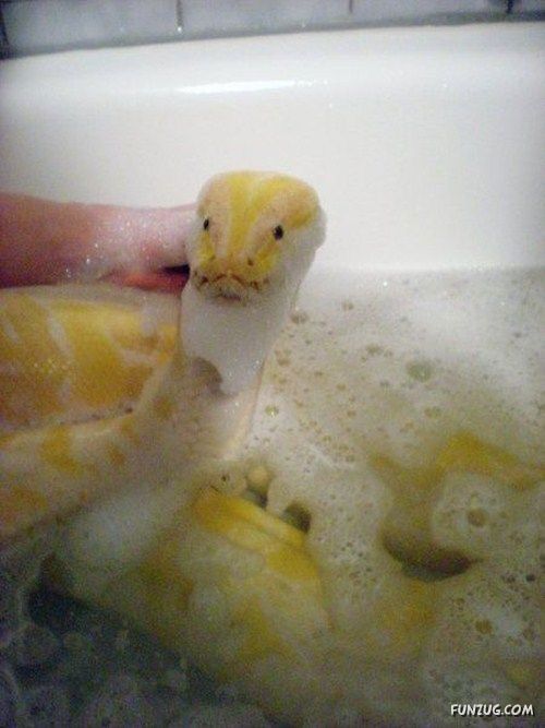Would You Want It As A Pet?