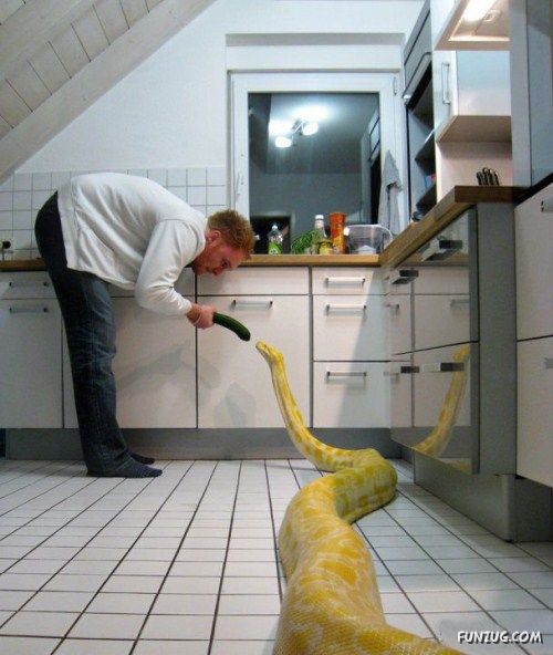 Would You Want It As A Pet?