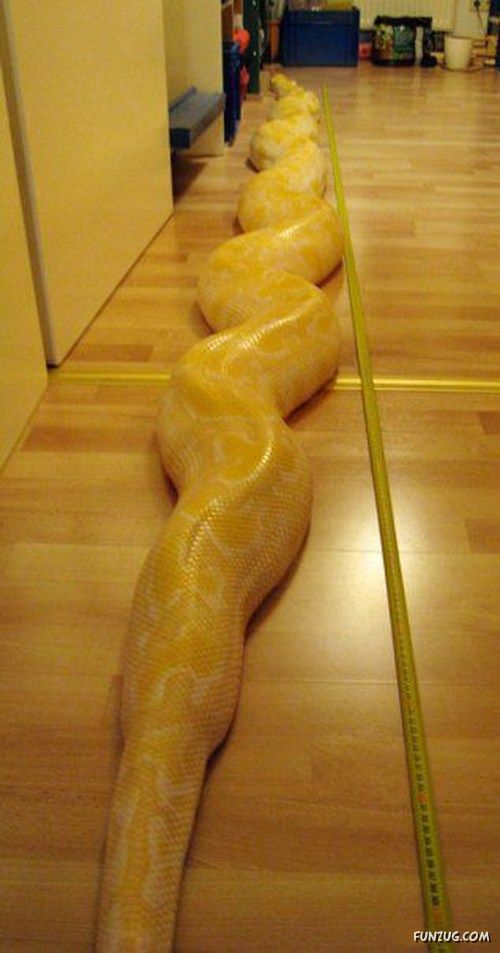 Would You Want It As A Pet?