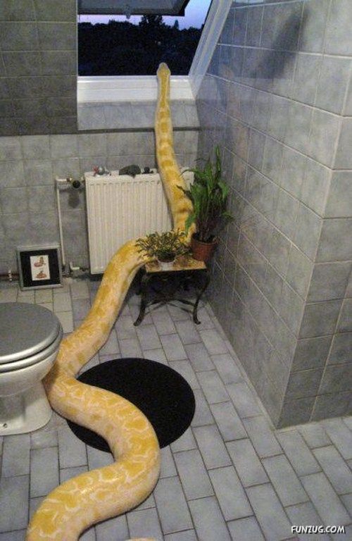 Would You Want It As A Pet?