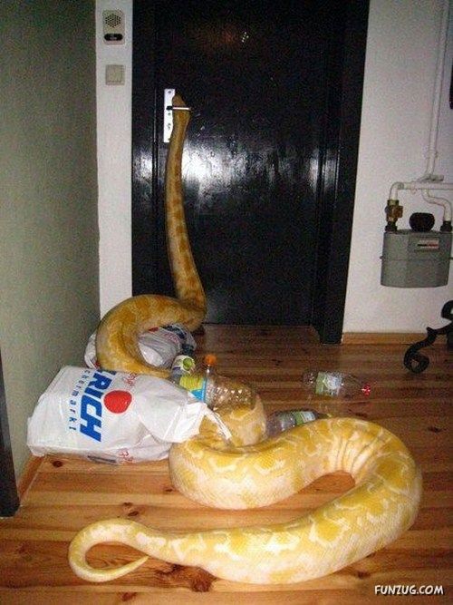 Would You Want It As A Pet?