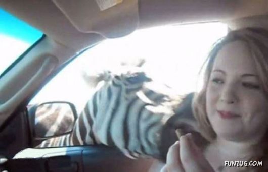 Why Not To Feed A Zebra