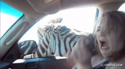 Why Not To Feed A Zebra