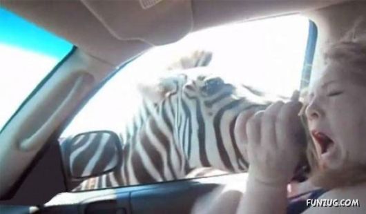 Why Not To Feed A Zebra