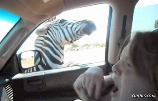 Why Not To Feed A Zebra