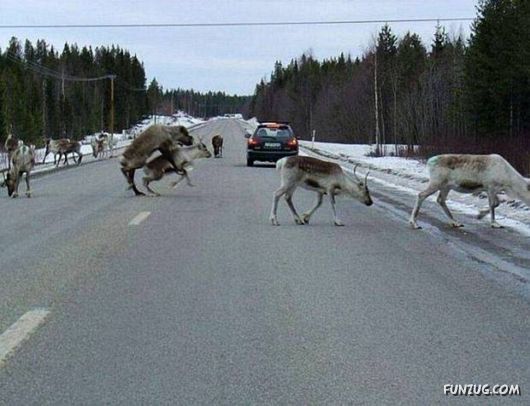 Cool Daily Picture Mania