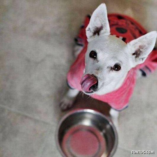 Cool Daily Picture Mania