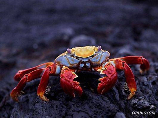 Cool Daily Picture Mania