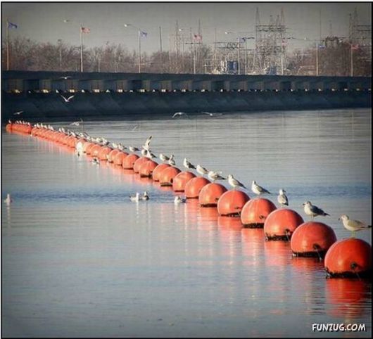 Daily Crazy Funny Pix