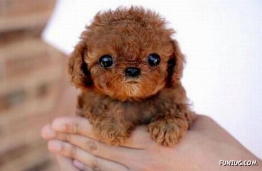 Daily Crazy Funny Pix