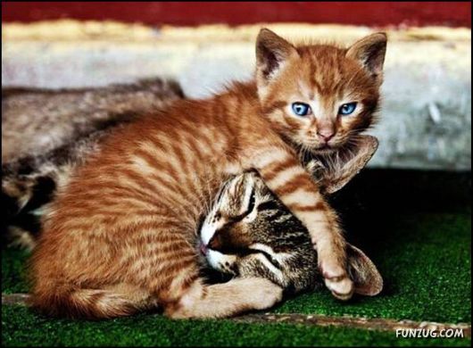 Foto Fun Cool Pictures