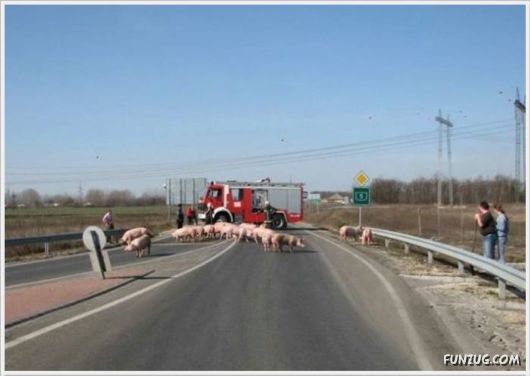 Funny Odd Things On The Road 