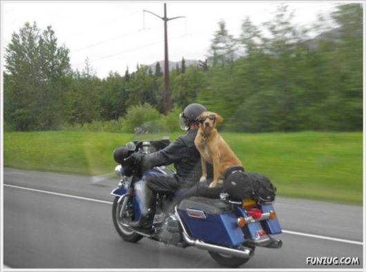 Funny Odd Things On The Road 