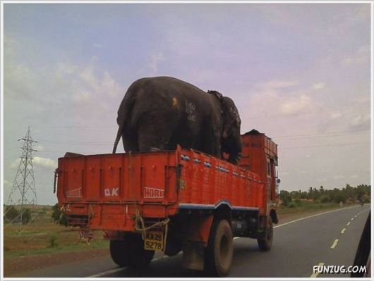 Funny Odd Things On The Road 