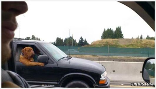 Funny Odd Things On The Road 