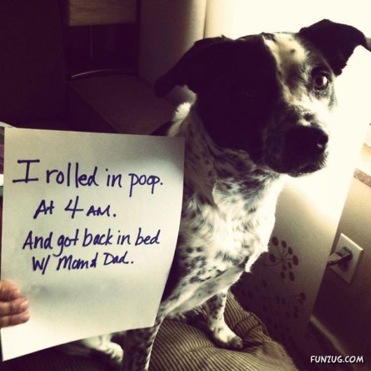 Funny Public Shaming Of Dogs