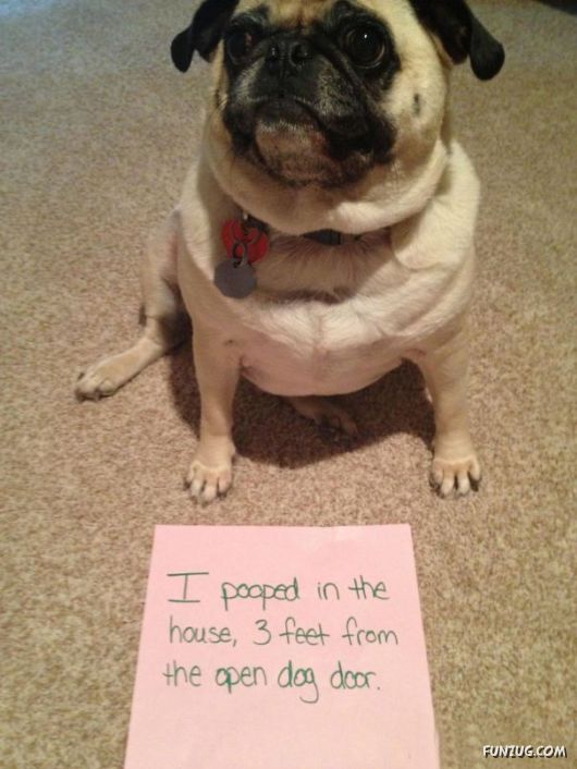Funny Public Shaming Of Dogs