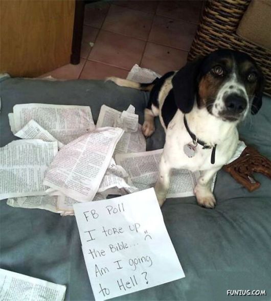 Funny Public Shaming Of Dogs