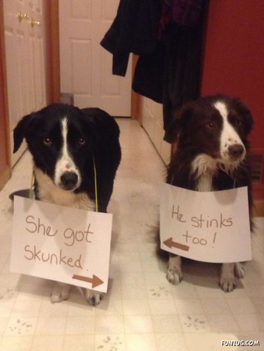 Funny Public Shaming Of Dogs