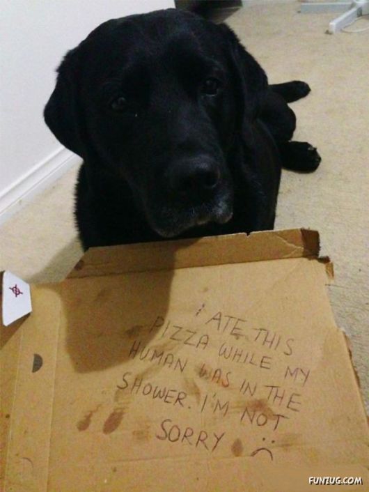Funny Public Shaming Of Dogs
