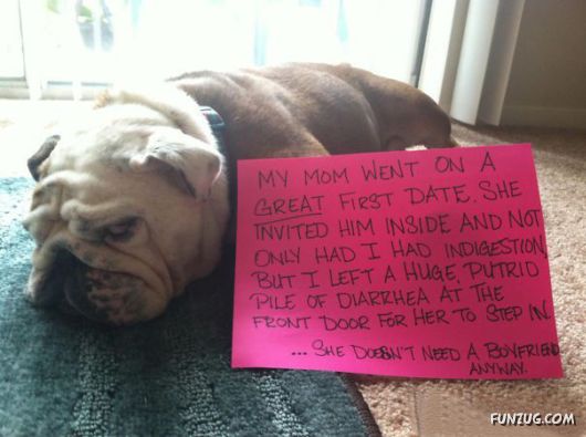 Funny Public Shaming Of Dogs