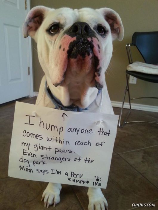 Funny Public Shaming Of Dogs