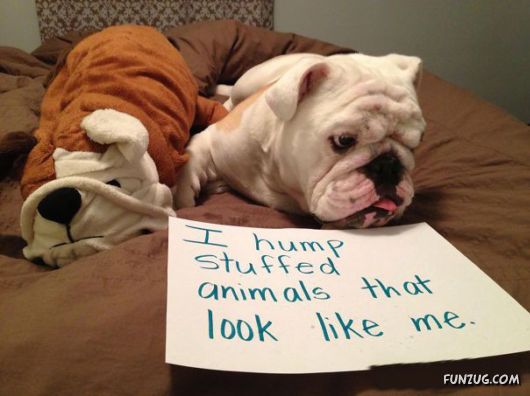 Funny Public Shaming Of Dogs