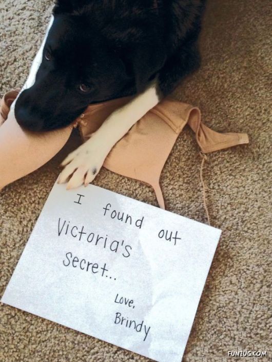 Funny Public Shaming Of Dogs