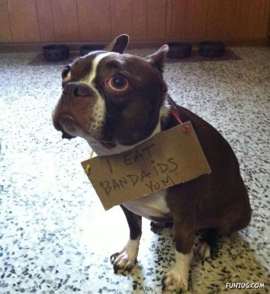 Funny Public Shaming Of Dogs