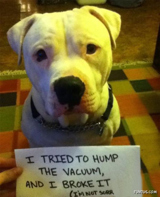 Funny Public Shaming Of Dogs