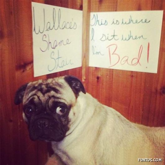 Funny Public Shaming Of Dogs