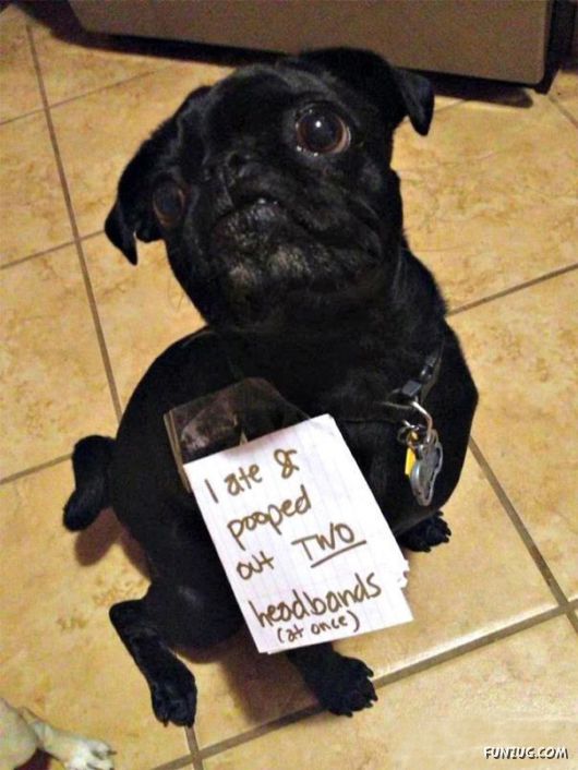 Funny Public Shaming Of Dogs
