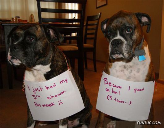 Funny Public Shaming Of Dogs
