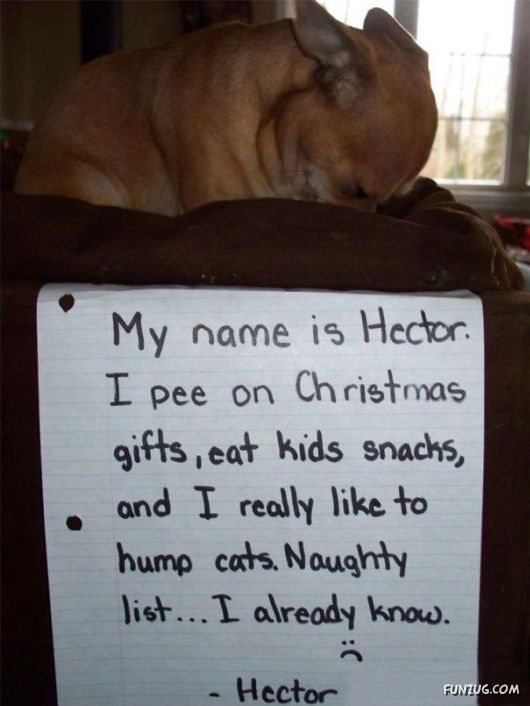 Funny Public Shaming Of Dogs