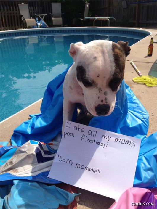 Funny Public Shaming Of Dogs