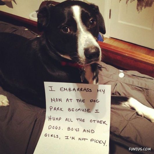 Funny Public Shaming Of Dogs