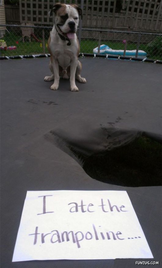 Funny Public Shaming Of Dogs