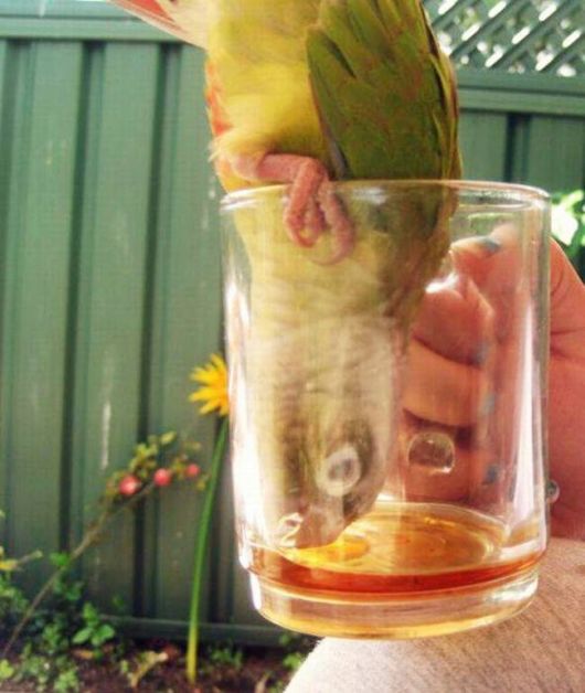 A Selection Of Funny Pictures