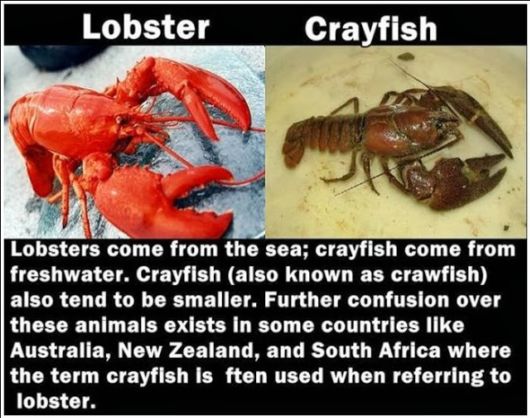 Most Confusing Differences Between Similar Things