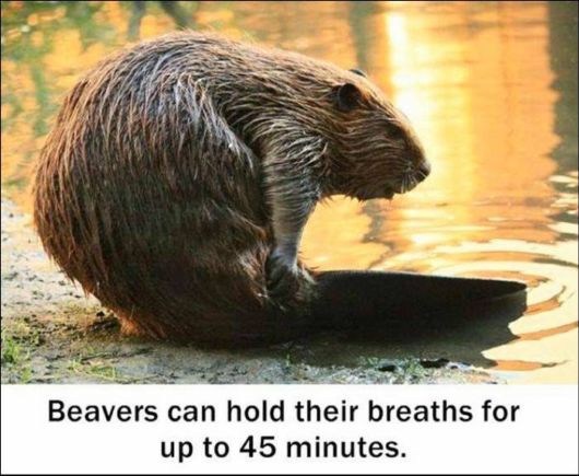 25 Various Interesting Facts Of The Month