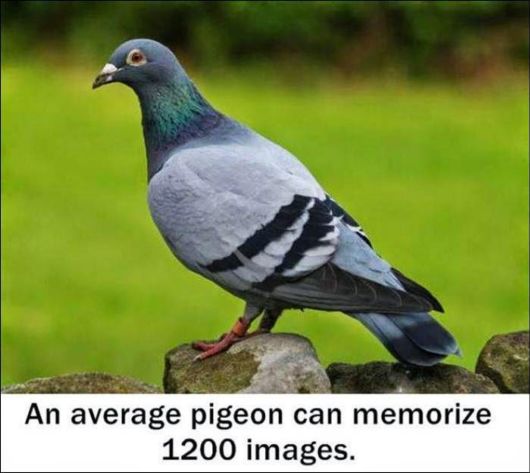 25 Various Interesting Facts Of The Month