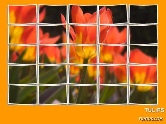 Tulip's Roses for You