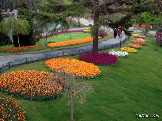 Tulip's Roses for You