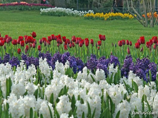 Tulip's Roses for You