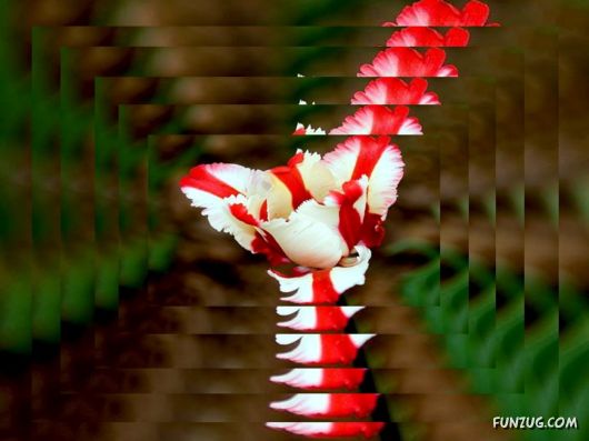 Tulip's Roses for You