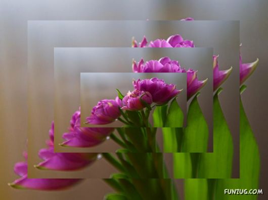 Tulip's Roses for You