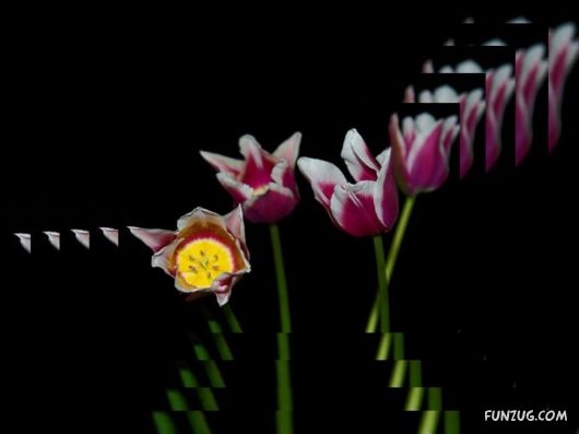 Tulip's Roses for You