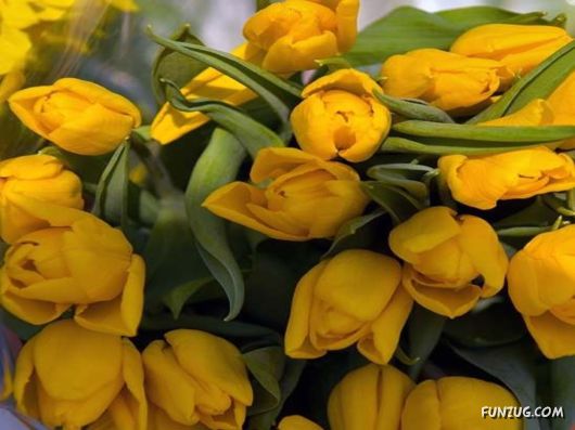 Tulip's Roses for You