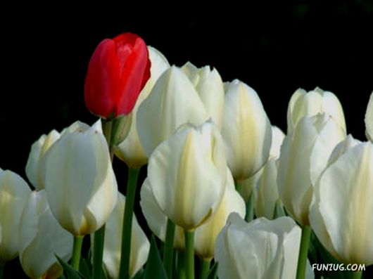 Tulip's Roses for You